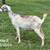 Nubian goats 5 thumbnail