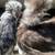 Silkie chicks 21 thumbnail