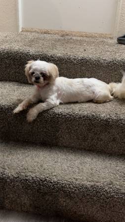 perra shih tzu (Plantersville)63859316923011122