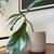 Fiddle leaf fig plant 1 thumbnail