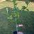 Calamondin Citrus With Fruit 3 thumbnail