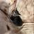 Kittens rehoming black Bombay green jade 4 thumbnail