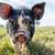 5 Purebred IPP piglets for sale 2 thumbnail