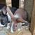 Adorable Dutch Rabbits – Perfect Pets with Personality! 5 thumbnail