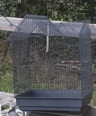 5 parakeets up for adoption (Wayne)63670625610753121