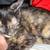 rehoming 2 kittens 1 thumbnail