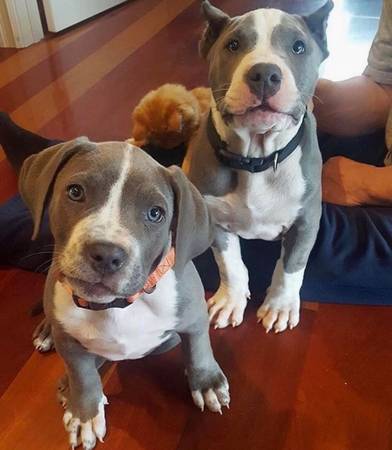 Pitbull Puppies Available Now – Healthy & Playful! 1