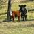 Miniature Hereford Bull Calf (cross) 3 thumbnail
