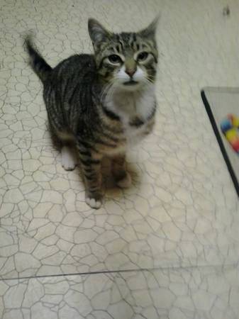 Missing Lost Cat - Boomer - REWARD (Sheepshead Bay)63611947669379121