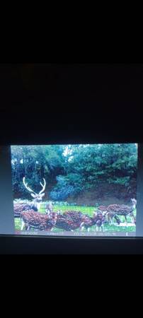 Axis and blackbuck doe hunt 1