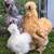 Hatching Chicken Eggs Barnyard Fancy Mix 13 thumbnail