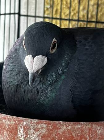 Pigeon birds 1