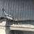 2016 Front Bumper Bar Support 2 thumbnail