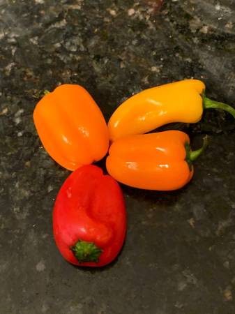 100 Lunchbox Sweet Snacking Pepper seeds Red Orange Yellow 1