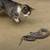 Young Working CATS Spayed/Neutered Rabie shots-GREAT RAT control! 4 thumbnail