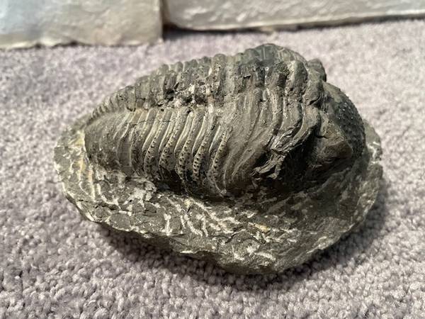 Fossil Trilobite 1