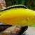 ASSORTED! Colorful peacock Haps African cichlid babies fish cichlids!! 5 thumbnail