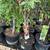 Fruit trees Apple, Pear, Peach . 1 thumbnail