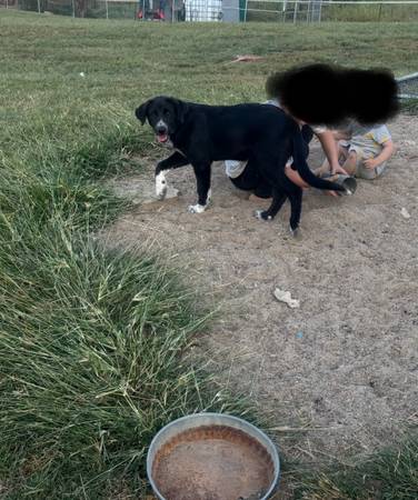 Free puppy 1