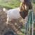 Boer Buck/Wethers 2 thumbnail