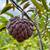 15 Gal Red Sugar Apple Tree (mature has fruit) 1 thumbnail