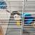 Hamster with Cage and Accessories 3 thumbnail