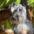 Schnauzer for rehoming 6 thumbnail