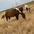 2 male horses 2 thumbnail