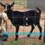 ADGA dairy goats and more 6 thumbnail