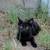 baby cat 1 thumbnail
