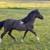 AMHA/AMHR Miniature Horse Stallion Mini 7 thumbnail