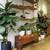 🌿 Botanical & Plant Design for Stores, Restaurants, and Residences 🌿 2 thumbnail