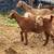 Dapple Boer goats 1 thumbnail