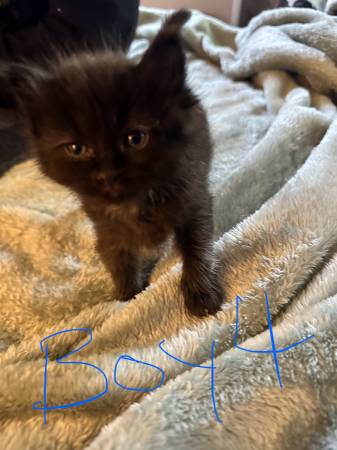 4 gatitos machos para reubicar63678447708291123