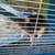Pet rat rehoming 50$ adoption fee 1 thumbnail