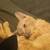 Male Orange Kitten w/ Small Birth Deceft 3 thumbnail