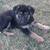 Female German shepherd 2 thumbnail