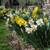 100 daffodil / narcissus "the works" mixed bulbs 3 thumbnail