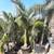 Cuban Royal palms ///// Roystonea regia 16 thumbnail
