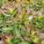 1 gallon succulent (Crassula rubricaulis) for $4 3 thumbnail