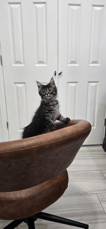 ONLY 2 MAINE COON KITTENS LEFT! (McAllen)64148953523074121