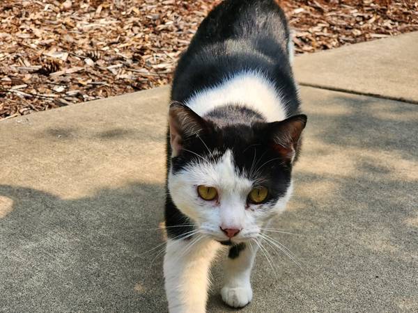Gato perdido o robado de pelo corto negro y blanco (Suquamish)64141788861826124