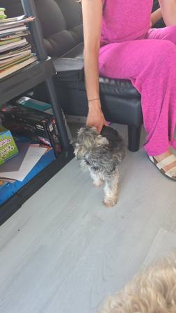 Mini Schnauzer (Ocala)63861890347267123