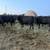 24 Fall Calving Farm Fresh Cows, farm fresh. (calving now) 1 thumbnail