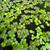 Red Root Floating Plants and Tiger Amazon Frogbits for sale 2 thumbnail