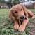 golden retrevier puppy for sale!! 8 thumbnail