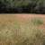 WEEDEATING/DRY WEED REMOVAL/NO FIRES!! (up to 2 acres/a day) 1 thumbnail