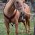 Horse training 5 thumbnail