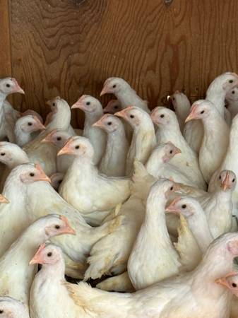 Started pullets- egg chickens 1