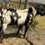 Mini Nubian Doe and doeling milk goat dairy goat 3 thumbnail
